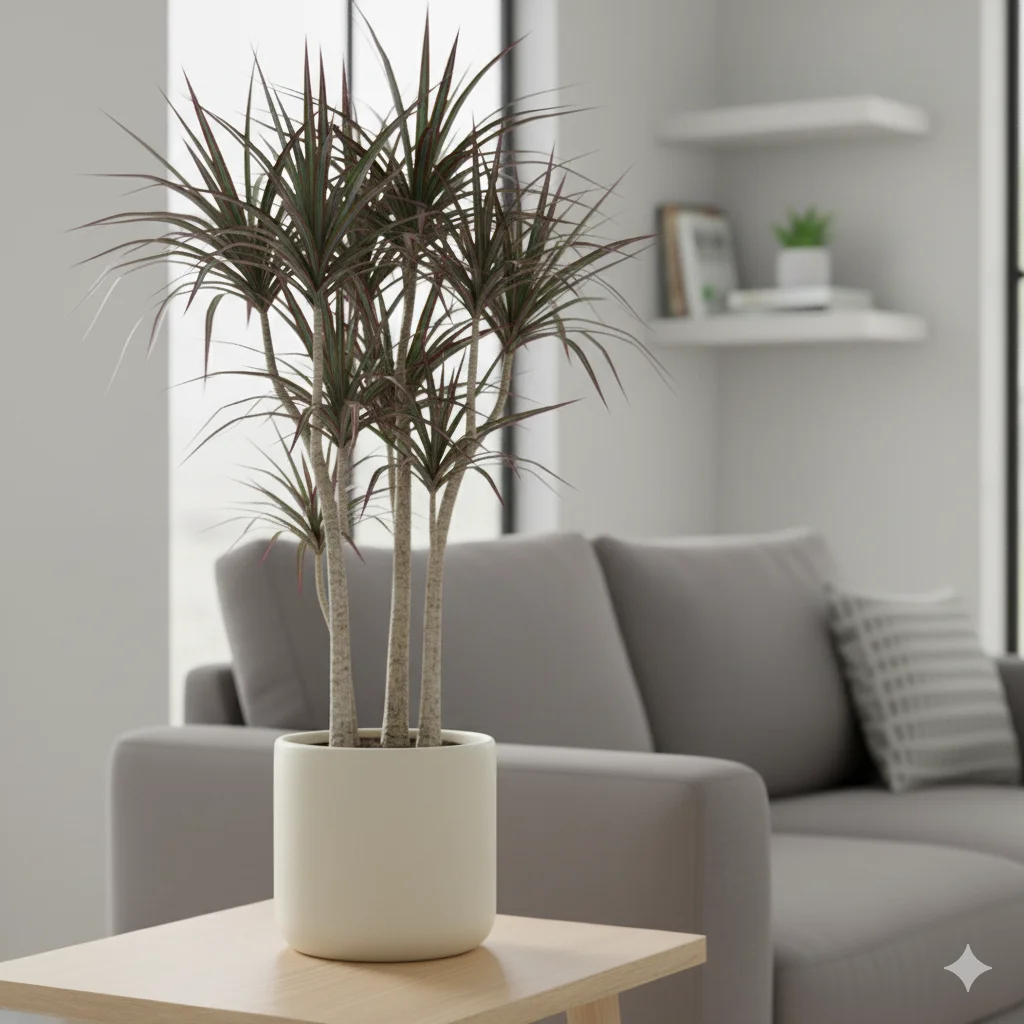 10 Easy Indoor Plants for Beginners: Low-Maintenance Houseplants Anyone Can Grow 10 Tall dragon tree