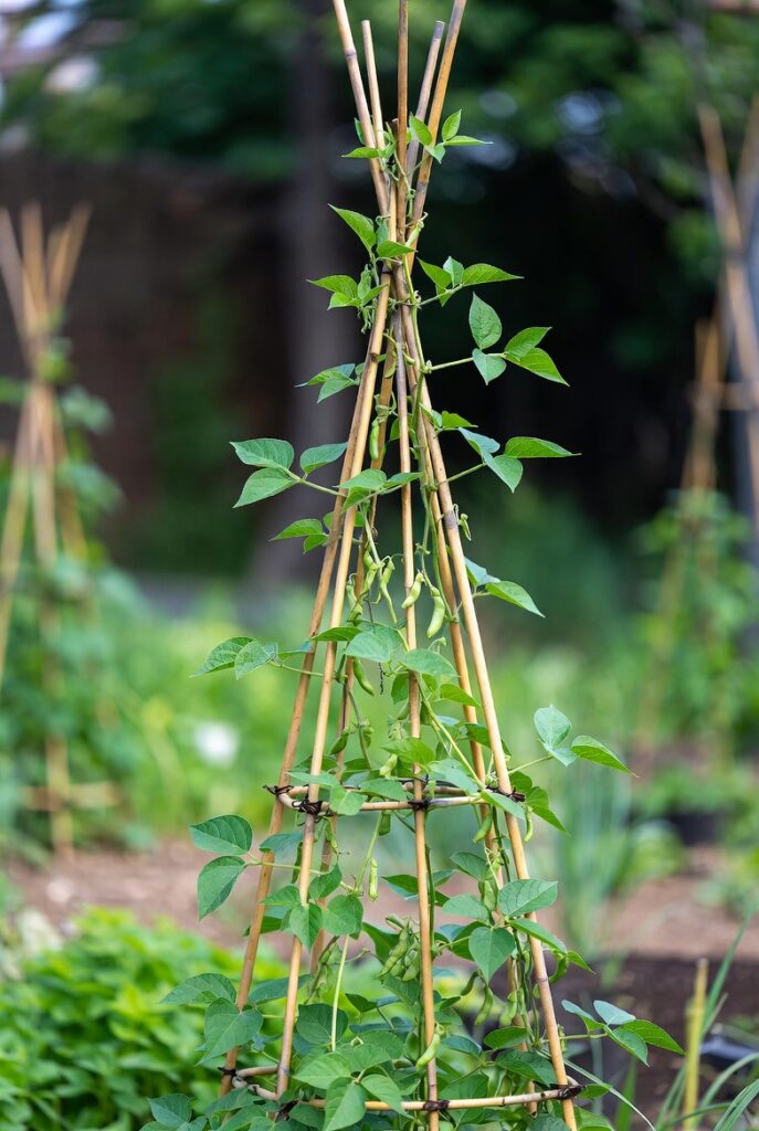 21 Best DIY Trellis Ideas For The Gardener In You 1 Classic Wooden Lattice Trellis