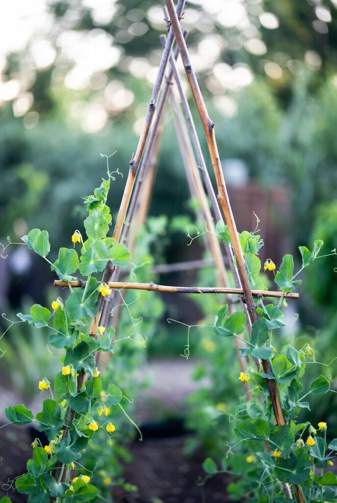 21 Best DIY Trellis Ideas For The Gardener In You 9 Fan Shaped Wall Trellis